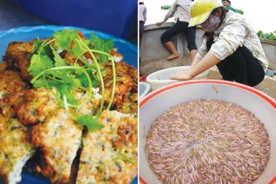 Ăn chả rươi: Ngon chưa thấy độc tức thì